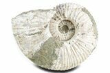 Huge, Bumpy Ammonite (Douvilleiceras) Fossil - Madagascar #361127-1